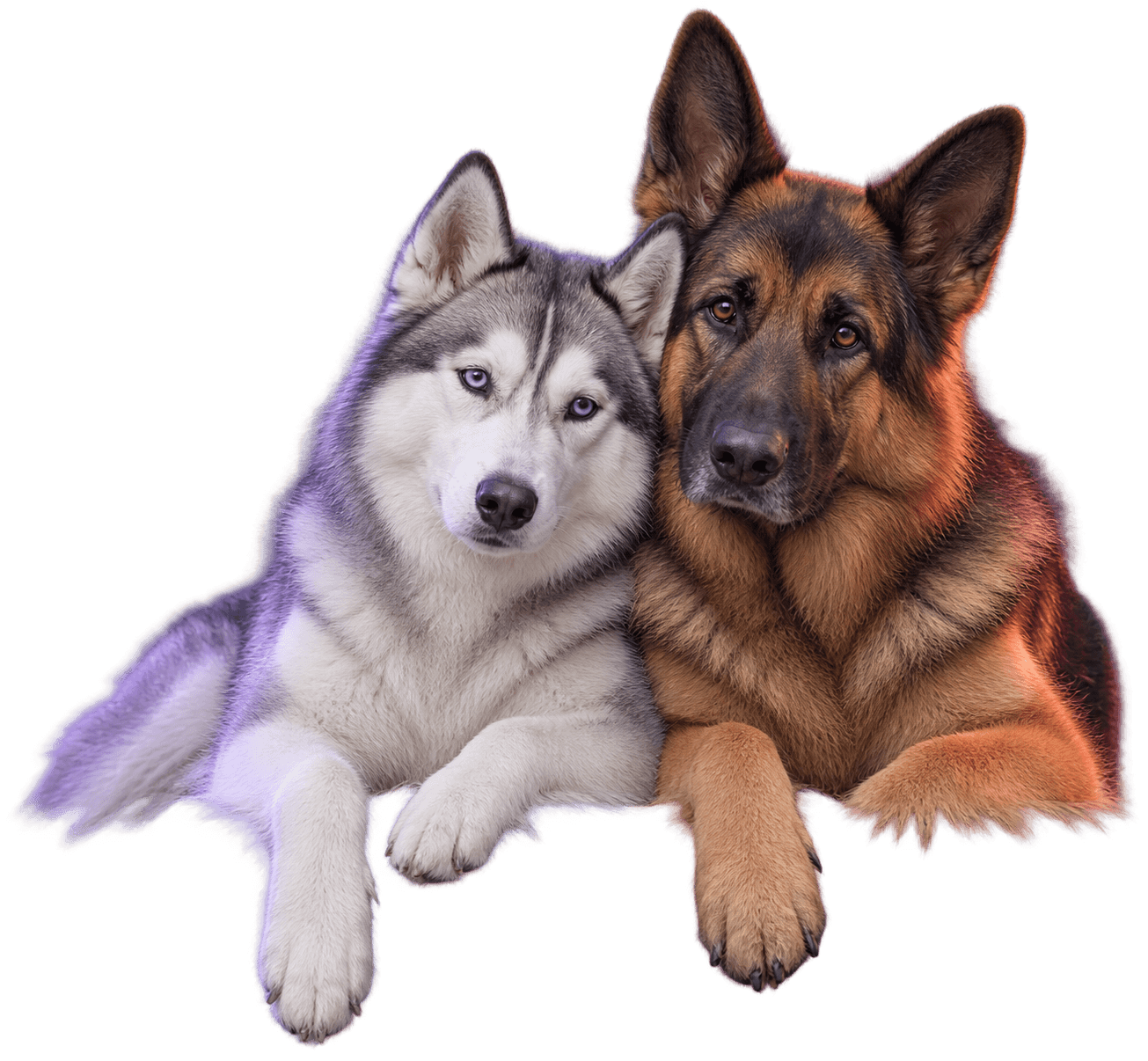 A Husky and German Shepherd sitting closely together