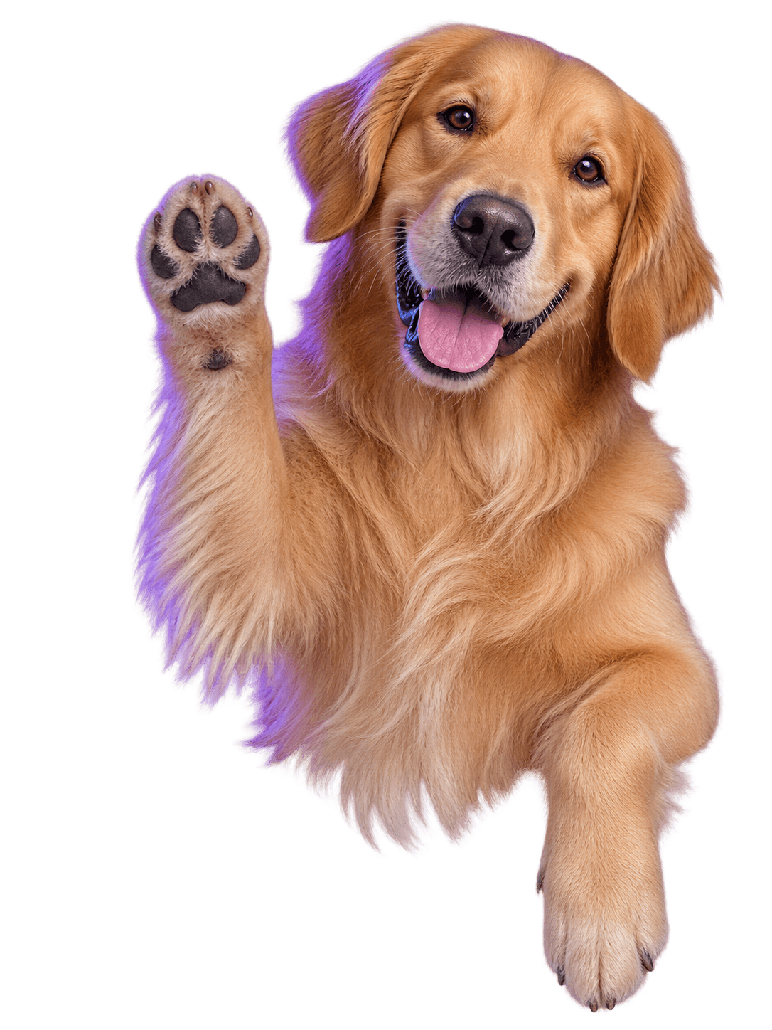 A golden retriever raising one paw while the other hangs over the edge