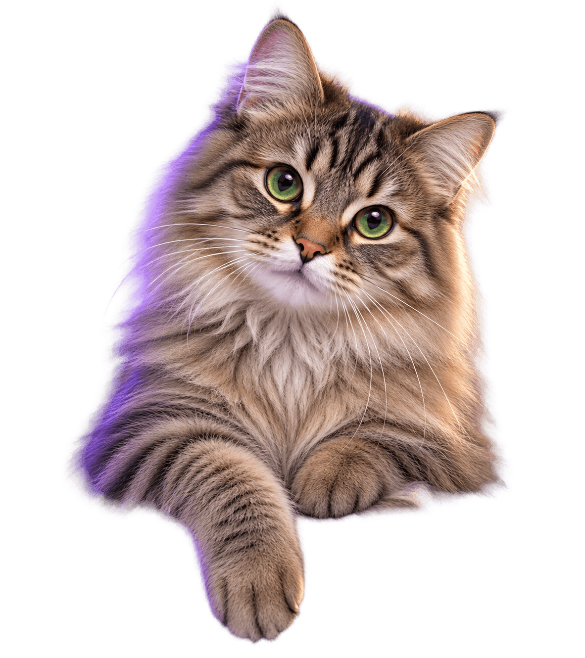 A fluffy tabby cat peeking over the edge with one paw hanging down